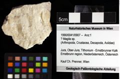 Foto (Objket + Etiketten) von ? Magila sp. 